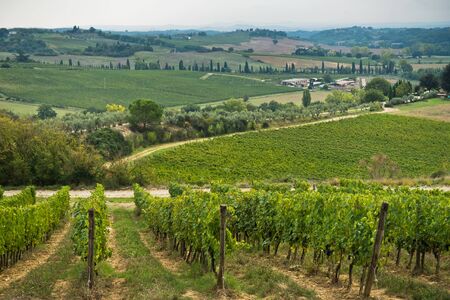 Hiking hills, backroads and vineyards at autumn, near Siena in Tuscany, Italyの写真素材