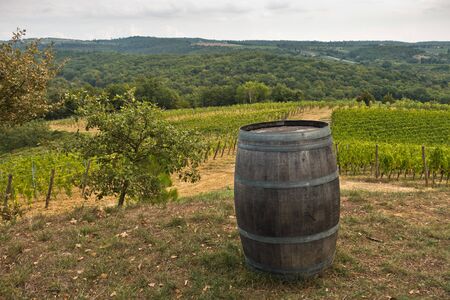 Hiking hills, backroads and vineyards at autumn, near Siena in Tuscany, Italyの写真素材