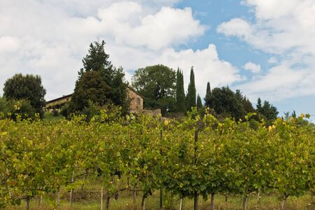Hiking hills, backroads and vineyards at autumn, near Siena in Tuscany, Italyの写真素材