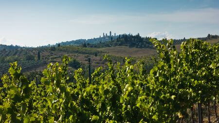 Hiking hills, backroads and vineyards at autumn, near San Gimignano in Tuscany, Italyの写真素材
