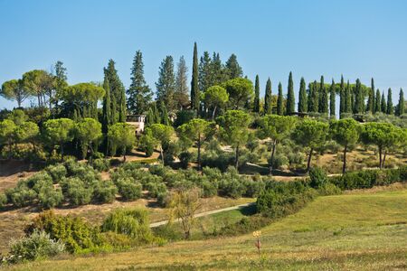 Hiking hills, backroads and vineyards at autumn, near San Gimignano in Tuscany, Italyの写真素材
