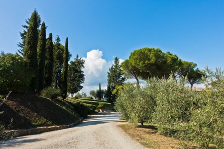 Hiking hills and backroads with cypress tree alleys through Tuscany countryside at autumn, near San Gimignano, Italyの写真素材