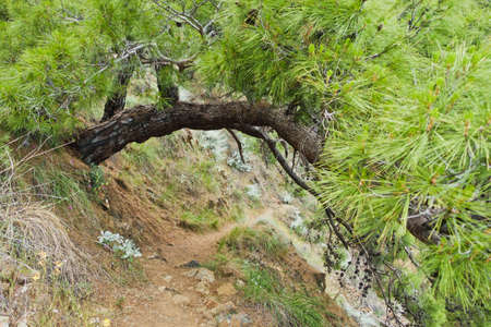 Narrow coastal path leading from Cirali beach to Tekirova in Olympos national park, Turkeyの写真素材