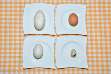 Four different eggs, on a white plate, with the name of a bird that has laid her egg (goose, chicken, duck and quail).の写真素材