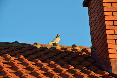 Tiles and chimney, with a pigeon on top of a roof , on a sunny day.の写真素材