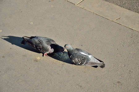 Two pigeons eating bread crumbs on the city pavementの写真素材