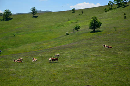A herd of cows on a green country fields in spring time