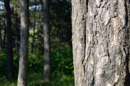Pine trunk and pine forest in backgroundの写真素材