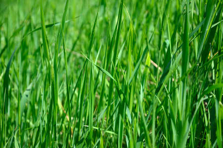 Light green grass panicles in spring time