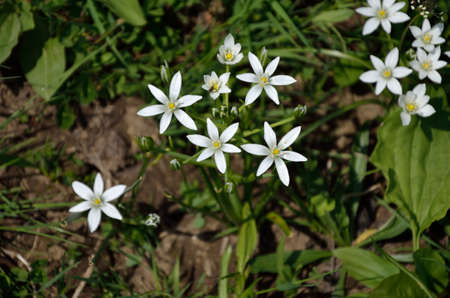 Small white wild flowers surrounded with green grass panicles
