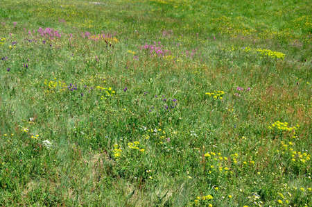 Meadow with different sorts of colorful mountain flowers