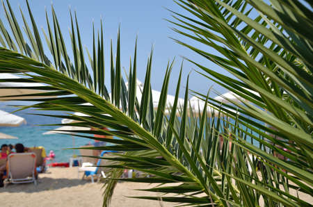 Palm branches with sandy beach, sea and sky in backgroundの写真素材