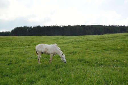 White horse grazing on green field with conifer trees in backgroundの写真素材