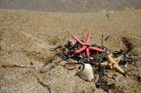 Sea stars, grass and shells set on a beachの写真素材
