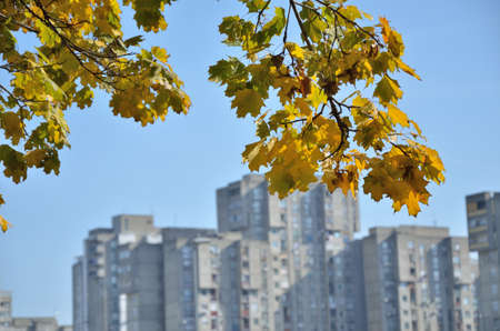 Line of grey skyscrapers and tree branches with yellow autumn leaves under blue skyの写真素材