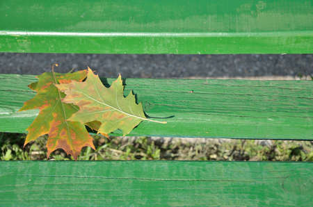 Autumn leaves on green wooden bench in a park
