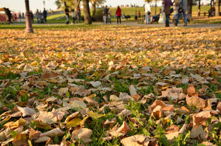 Dry yellow autumn leaves on lawn in a park with walkers blurred in backgroundの写真素材