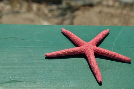 Red sea star on green wooden beach bench