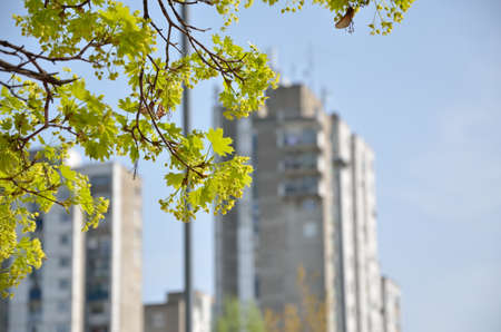 Tree branches in spring with impressive residential skyscrapers in background