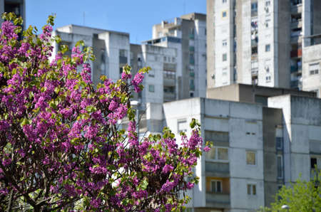 Part of lush tree top in spring with residential buildings in background, in spring timeの写真素材