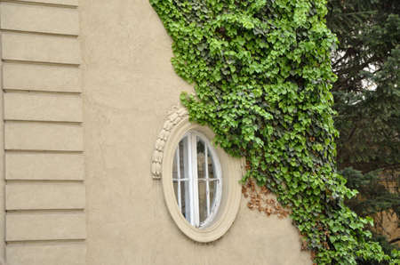 Elliptical window of an vintage city house with vinesの写真素材