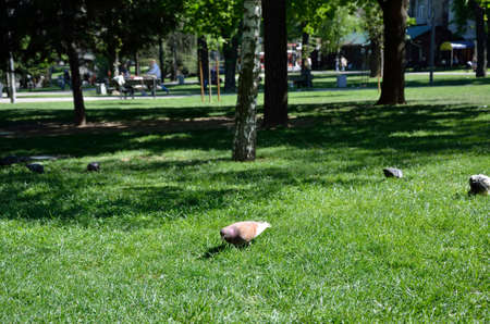 Pigeons on green lawn in city park, in spring timeの写真素材