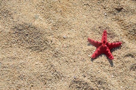 Red sea star on sandy beach on a sunny dayの写真素材