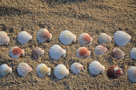 Different seashells set in three lines on sandy beach