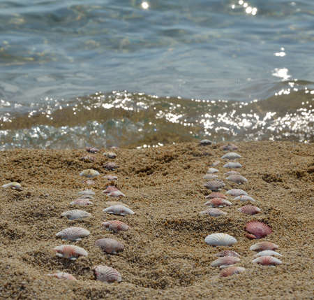 Different seashells set in four lines on way to the sea