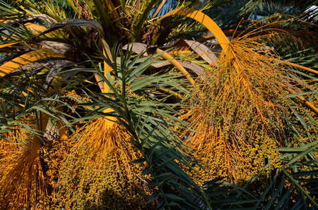 Palm tree branches on a sunny summer day