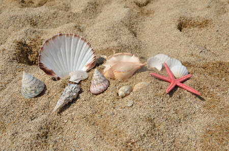 Red starfish and pile of seashells on sandy beachの写真素材