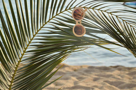 Branch of a palm tree with sunglasses hanging on itの写真素材