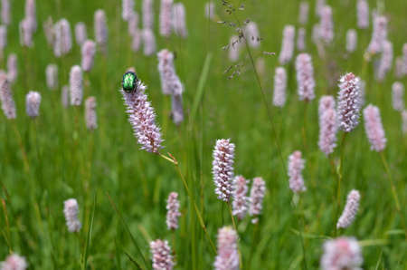 Green bug on a pink mountain flower on a meadowの写真素材
