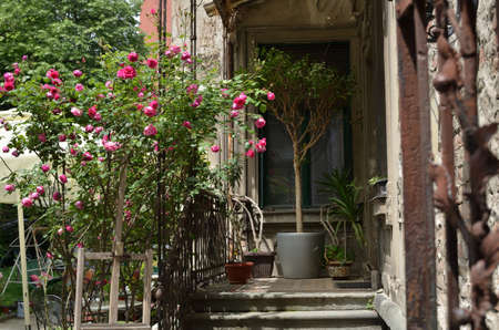 Bush of pink roses, plants and an easel at the entrance of an old house