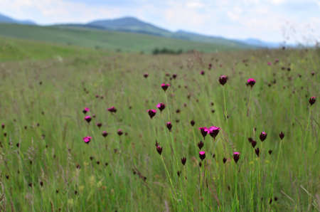 Field of purple wildflowers in a green meadow with blurred hills in a distanceの写真素材