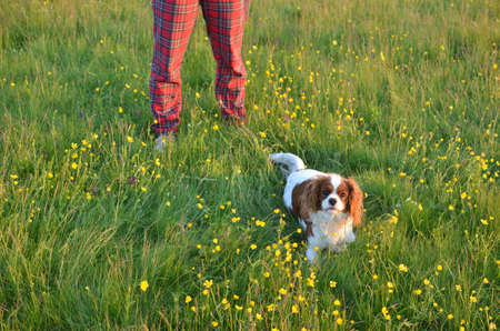 Cavalier King Charles Spaniel Blenheim dog in a field with colorful wildflowers with her lady's legs in red tartan trousers behindの写真素材
