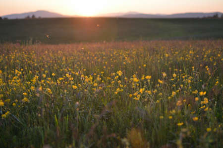 Meadow with colorful wildflowers in sunset on Zlatibor Mountain in Serbia