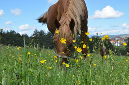 Closeup of a brown horse grazing in a rural field with yellow buttercupsの写真素材