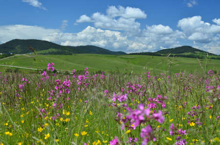 Springtime landscape of Zlatibor Mountain in Serbia, with pink and yellow wildflowers in a meadow and hills in backgroundの写真素材