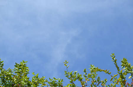 Branches in green vibrant color against blue sky as a backgroundの写真素材