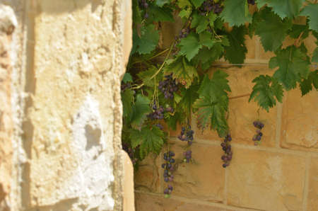 Vine and red grapes with blurred stone wall for copy textの写真素材