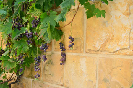 Stone wall in Italian style with vine and red grapesの写真素材