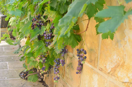 Stone wall in mediterranean style with vine and red grapesの写真素材