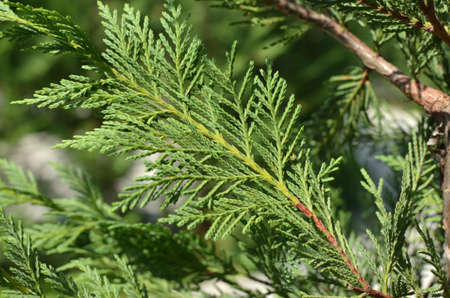 Closeup of a tranquil fresh conifer tree branch