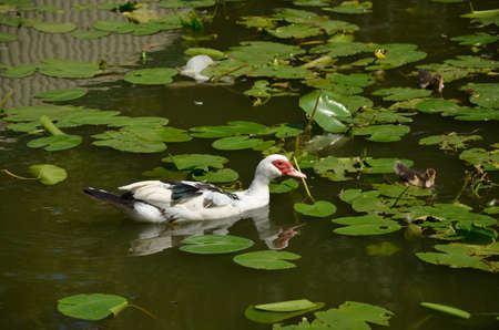 Duck with ducklings in a lake polluted with a plastic bagの写真素材