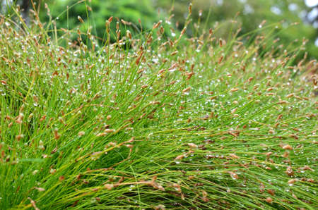 Green grassy plant with rain drops - as a background