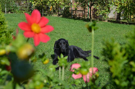 Adorable black dog lying on a green grass of beautiful gardenの写真素材