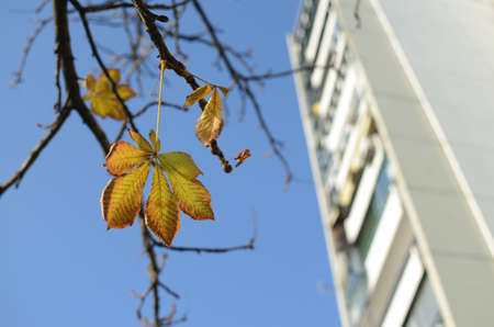 Last leaves on bare tree branches against blue sky and with white residential skyscraper in fallの写真素材