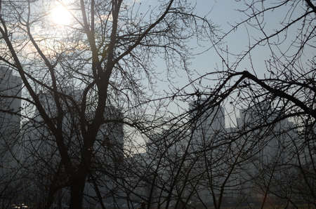 Modern residential building seen through bare tree branches in fall timeの写真素材