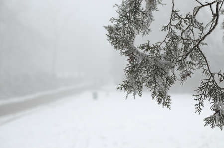 Branch of a conifer tree covered with ice and snow with a road hardly seen on a foggy dayの写真素材